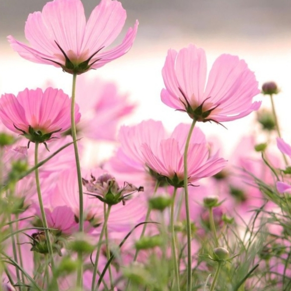 Bundle For Kaykins - Picture 1 of 1